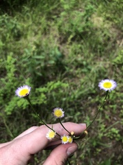 Erigeron tenuis