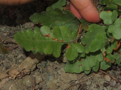 Tectaria zeilanica