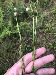 Erigeron tenuis
