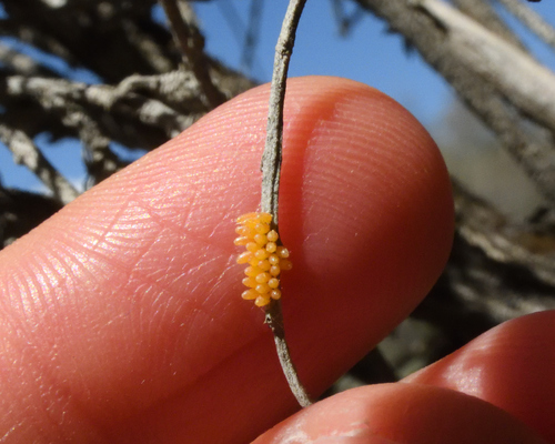 Convergent Lady Beetle, photo 4 of 9