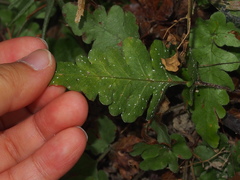 Tectaria zeilanica