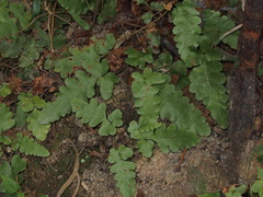 Tectaria zeilanica