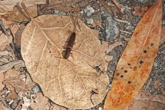 Leptoschema protractus