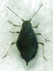 Neophyllaphis totarae