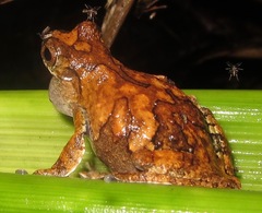 Dendropsophus melanargyreus
