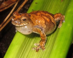 Dendropsophus melanargyreus