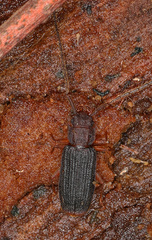 Uleiota dubia