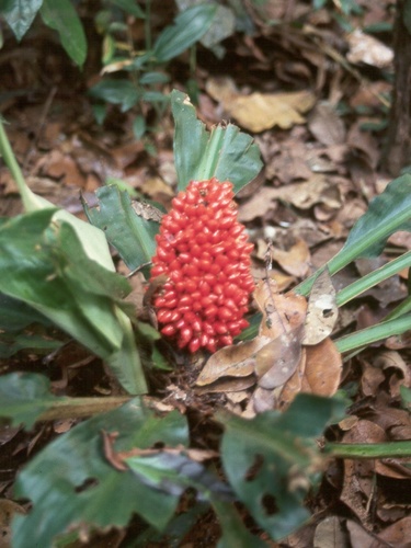 Barter's Palisota (Palisota barteri)