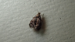 Tebenna gnaphaliella