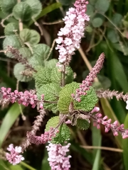 Aloysia scorodonioides