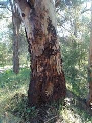 Eucalyptus punctata