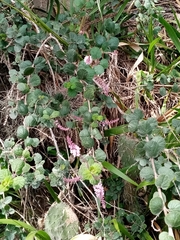 Aloysia scorodonioides