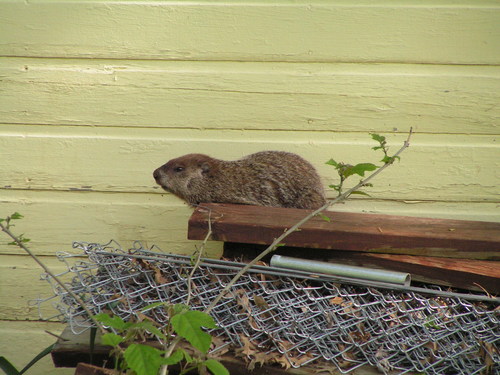 Groundhog, photo 7 of 10