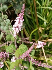 Aloysia scorodonioides
