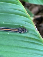 Oligodon octolineatus