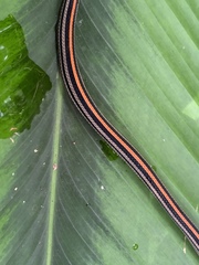 Oligodon octolineatus