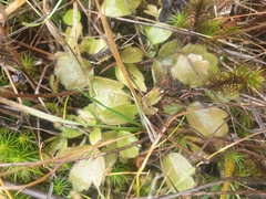 Ranunculus cheesemanii