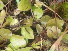 Ranunculus cheesemanii