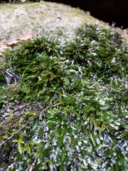 Fissidens grandifrons