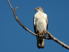 Ferruginous Hawk photo 4