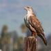 Ferruginous Hawk - Photo (c) Jamie Chavez, some rights reserved (CC BY-NC)