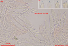 Fuscolachnum misellum