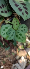 Maranta