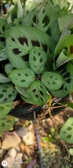 Maranta