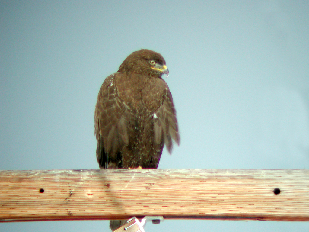 Ferruginous Hawk