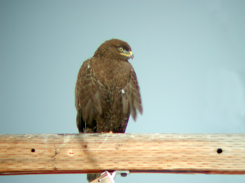 Ferruginous Hawk