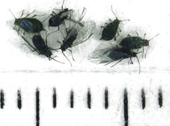 Neophyllaphis totarae