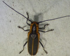 Saperda lateralis