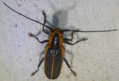 Saperda lateralis