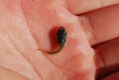 Leptocottus armatus