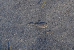 Leptocottus armatus