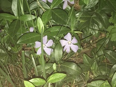 Vinca minor
