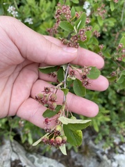 Amelanchier stolonifera