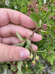 Amelanchier stolonifera