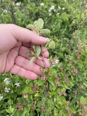Amelanchier stolonifera