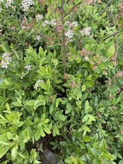 Amelanchier stolonifera