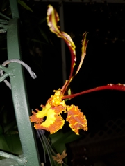 Psychopsis