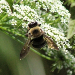 Xylocopa virginica image