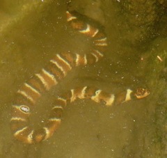 Hydrodynastes bicinctus
