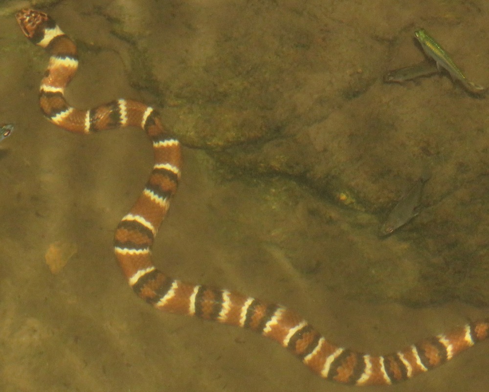 Hydrodynastes