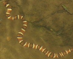 Hydrodynastes bicinctus