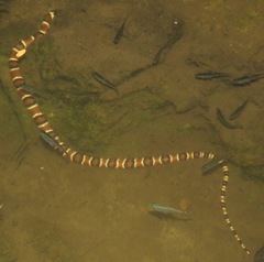 Hydrodynastes bicinctus