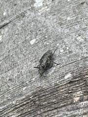 Texania campestris