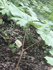 Podophyllum