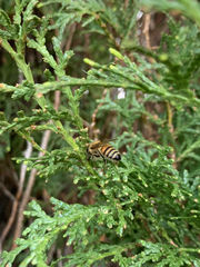 Apis mellifera