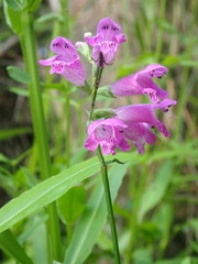 Physostegia purpurea